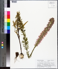 Liatris elegans image