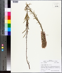 Liatris elegans image