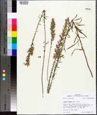 Liatris elegans image