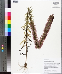 Liatris elegans image