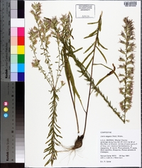 Liatris elegans image