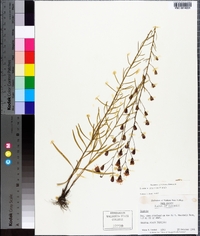 Liatris gracilis image