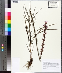 Liatris pilosa image