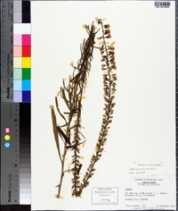 Liatris pilosa image