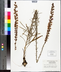 Liatris pilosa image