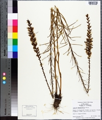 Liatris pilosa image