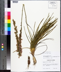 Liatris laevigata image