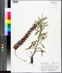 Liatris provincialis image