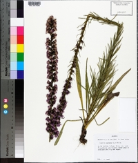 Liatris spicata image