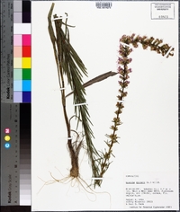 Liatris spicata image