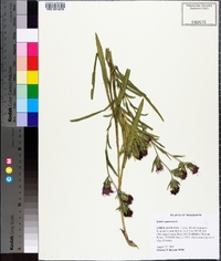 Liatris squarrosa image