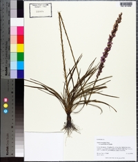 Liatris laevigata image