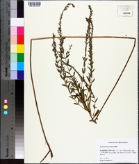 Lythrum lanceolatum image