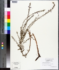 Lythrum lanceolatum image