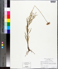 Marshallia graminifolia image