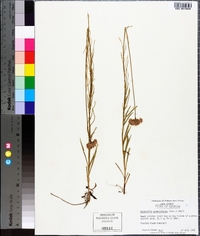 Marshallia graminifolia image