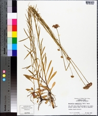 Marshallia graminifolia image