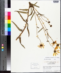 Helianthus simulans image