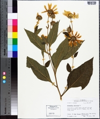 Helianthus tuberosus image