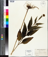 Helianthus tuberosus image