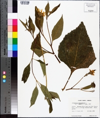 Helianthus decapetalus image