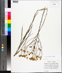 Pityopsis aspera image