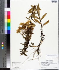 Chrysopsis mariana image