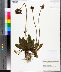 Hieracium aurantiacum image