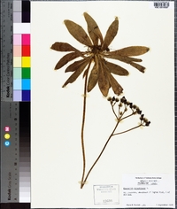 Hieracium aurantiacum image