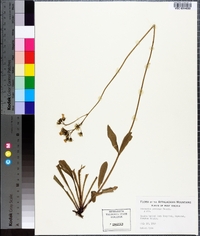 Hieracium caespitosum image