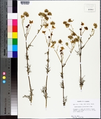 Hymenopappus scabiosaeus image