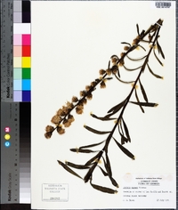 Liatris aspera image