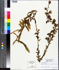 Liatris aspera image