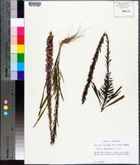 Liatris chapmanii image