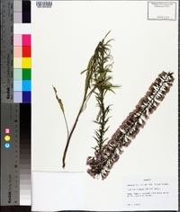 Liatris elegans image