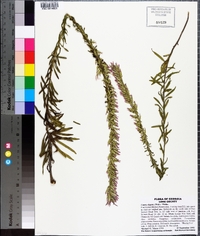 Liatris elegans image