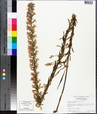 Liatris elegans image