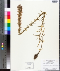 Liatris elegans image