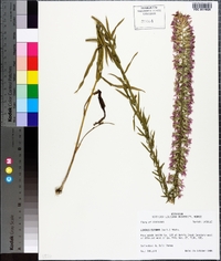 Liatris elegans image