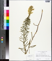 Liatris elegans image