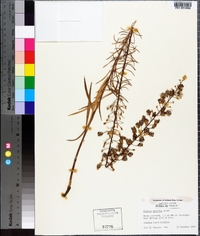 Liatris gracilis image