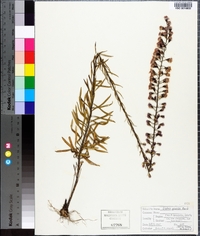 Liatris gracilis image