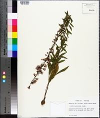 Liatris gracilis image