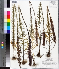 Liatris gracilis image