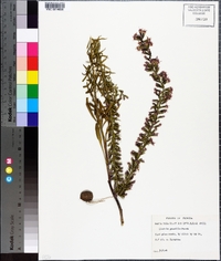 Liatris gracilis image