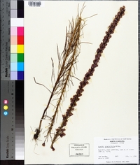 Liatris pilosa image