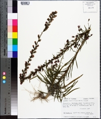 Liatris pilosa image