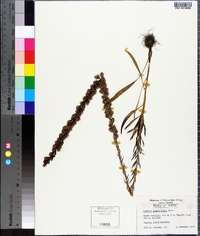 Liatris pilosa image