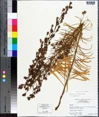 Liatris pilosa image