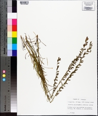 Liatris microcephala image